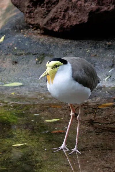 stock image Masked lapwing feeds on insects and small invertebrates. Commonly found in grasslands and wetlands of Australia and New Zealand.