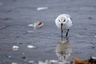 Sanderling küçük omurgasızlarla beslenir. Genellikle kumlu kıyılarda bulunur; Bull Adası, Dublin 'de görüldü..