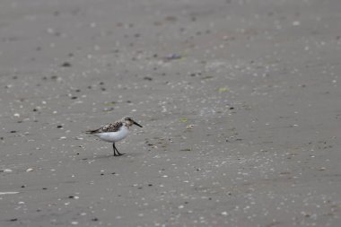 Sanderling küçük omurgasızlarla beslenir. Genellikle kumlu kıyılarda bulunur; Bull Adası, Dublin 'de görüldü..