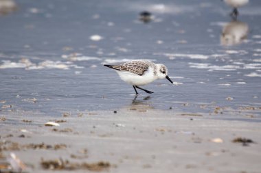 Sanderling küçük omurgasızlarla beslenir. Genellikle kumlu kıyılarda bulunur; Bull Adası, Dublin 'de görüldü..