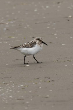 Sanderling küçük omurgasızlarla beslenir. Genellikle kumlu kıyılarda bulunur; Bull Adası, Dublin 'de görüldü..