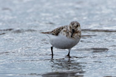 Sanderling küçük omurgasızlarla beslenir. Genellikle kumlu kıyılarda bulunur; Bull Adası, Dublin 'de görüldü..