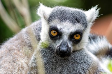 Halka kuyruklu lemur meyve, yaprak ve böceklerle beslenir. Madagaskar 'ın kuru ormanlarında yaygın olarak bulunur..