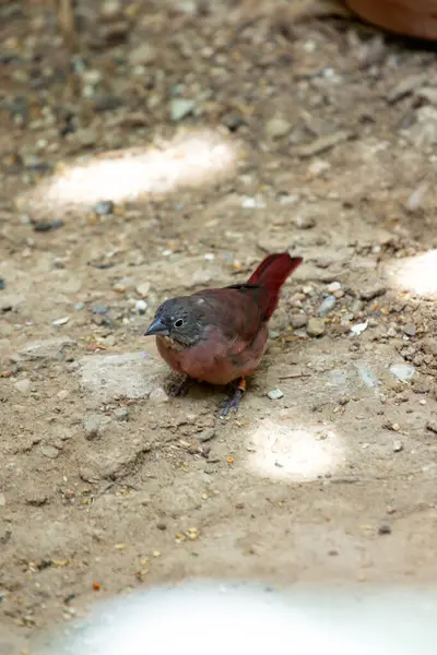 stock image Red-billed firefinch feeds on seeds and insects. Commonly found in African grasslands and savannas.