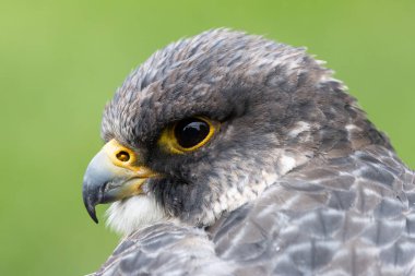 The Peregrine Falcon, a fast-flying bird of prey, feeds mainly on medium-sized birds. This bird was photographed in a typical coastal habitat, where they are commonly found. clipart