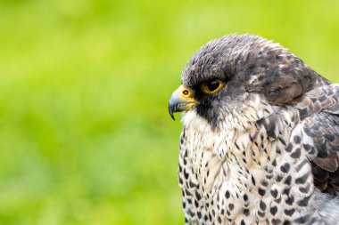 Hızlı uçan bir yırtıcı kuş olan Peregrine Falcon çoğunlukla orta büyüklükteki kuşlarla beslenir. Bu kuş tipik bir kıyı habitatında fotoğraflandı, orada yaygın olarak bulunurlar..