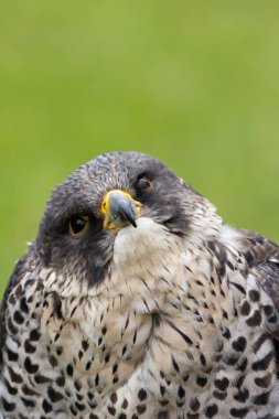 The Peregrine Falcon, a fast-flying bird of prey, feeds mainly on medium-sized birds. This bird was photographed in a typical coastal habitat, where they are commonly found. clipart