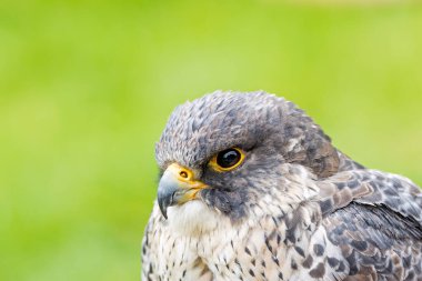 The Peregrine Falcon, a fast-flying bird of prey, feeds mainly on medium-sized birds. This bird was photographed in a typical coastal habitat, where they are commonly found. clipart