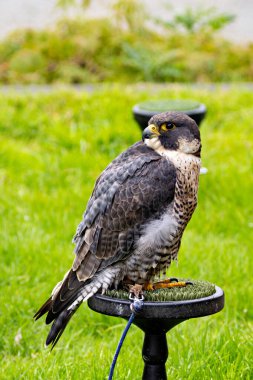 Hızlı uçan bir yırtıcı kuş olan Peregrine Falcon çoğunlukla orta büyüklükteki kuşlarla beslenir. Bu kuş tipik bir kıyı habitatında fotoğraflandı, orada yaygın olarak bulunurlar..