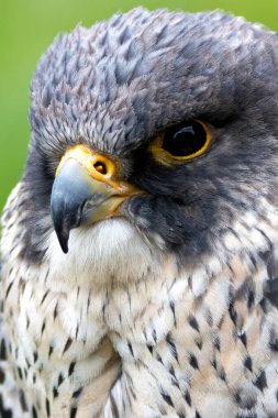 Hızlı uçan bir yırtıcı kuş olan Peregrine Falcon çoğunlukla orta büyüklükteki kuşlarla beslenir. Bu kuş tipik bir kıyı habitatında fotoğraflandı, orada yaygın olarak bulunurlar..