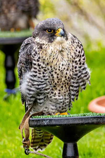 stock image The Peregrine Falcon, a fast-flying bird of prey, feeds mainly on medium-sized birds. This bird was photographed in a typical coastal habitat, where they are commonly found.