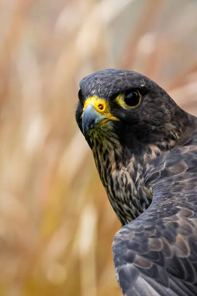 stock image The Peregrine Falcon, a fast-flying bird of prey, feeds mainly on medium-sized birds. This bird was photographed in a typical coastal habitat, where they are commonly found.