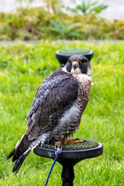 stock image The Peregrine Falcon, a fast-flying bird of prey, feeds mainly on medium-sized birds. This bird was photographed in a typical coastal habitat, where they are commonly found.