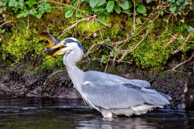 Grey heron feeds on fish, amphibians, and small mammals. This photo was taken in Dublin, Ireland. clipart