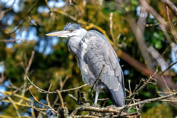 stock image Grey heron perched in tree, known for nesting in high spots. Photo taken in Dublin, Ireland.