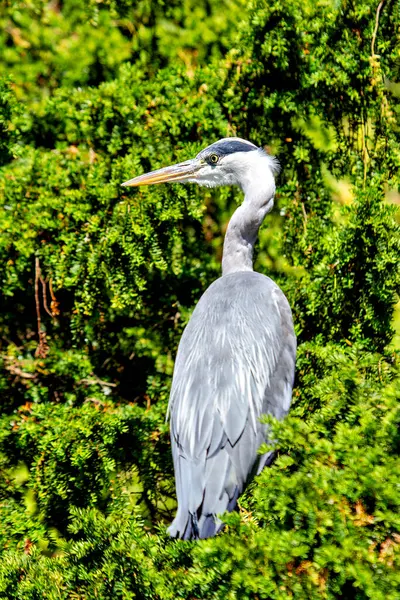 stock image Grey heron perched in tree, known for nesting in high spots. Photo taken in Dublin, Ireland.