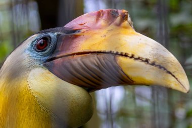 Wrinkled hornbill, a fruit-eating bird, inhabits tropical rainforests. Photo taken in Southeast Asia clipart