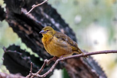 Köy dokumacı, tohum yiyen bir kuş, kolonilerde yuva yapar. Fotoğraf Sahra Altı Afrika 'da çekildi..