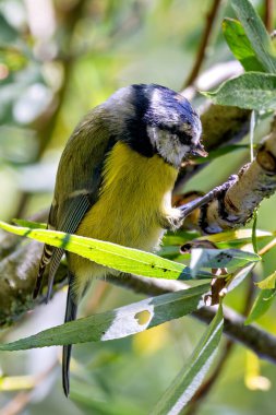 Blue tit, a small insect-eating bird known for its vibrant blue and yellow plumage. Photo taken in Father Collins Park, Dublin. clipart