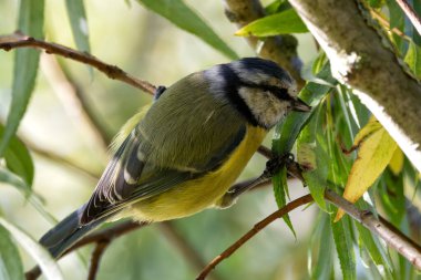 Blue tit, a small insect-eating bird known for its vibrant blue and yellow plumage. Photo taken in Father Collins Park, Dublin.