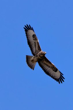 Common buzzard, a medium-sized raptor that hunts small mammals and birds. Photo taken in Baldoyle Racecourse, Dublin. clipart