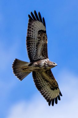 Küçük memeli ve kuşları avlayan orta büyüklükte bir yırtıcı kuş. Fotoğraf: Baldoyle Yarış Pisti, Dublin.