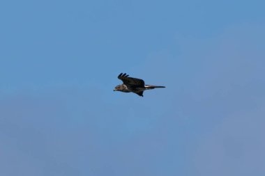 Küçük memeli ve kuşları avlayan orta büyüklükte bir yırtıcı kuş. Fotoğraf: Baldoyle Yarış Pisti, Dublin.