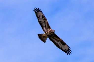Küçük memeli ve kuşları avlayan orta büyüklükte bir yırtıcı kuş. Fotoğraf: Baldoyle Yarış Pisti, Dublin.