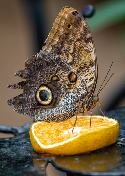 Common owl butterfly, recognized for large eyespots on brown wings, feeds on fruit. Photo taken in the wild