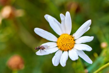 Küçük boyutu ve donuk gri gövdesiyle tanınan Delia sineği bitkisel malzemelerle beslenir. Fotoğraf vahşi doğada çekildi..