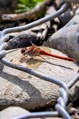 Darter yusufçuğu, ince vücudu ve hızlı uçuşuyla tanınır, böceklerle beslenir. Fotoğraf vahşi doğada çekildi.