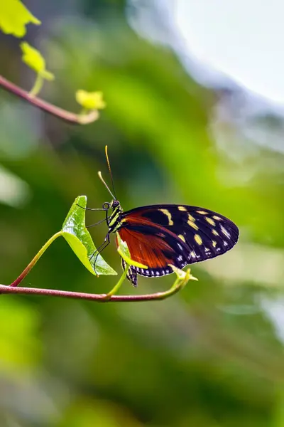 stock image Ismenius tigerwing butterfly, recognized by its striking orange and black pattern, feeds on nectar. Photo taken in the wild