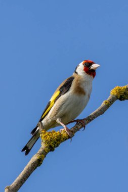 European goldfinch, recognized by its red face and vibrant plumage, feeds on seeds. Photo taken in North County, Dublin clipart