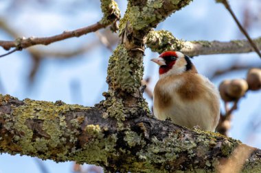 Kırmızı yüzü ve canlı tüyleriyle tanınan Avrupa ispinozu tohumlarla beslenir. Fotoğraf Kuzey Bölgesi, Dublin 'de çekildi.