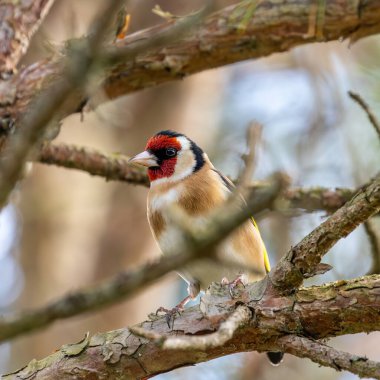 Kırmızı yüzü ve canlı tüyleriyle tanınan Avrupa ispinozu tohumlarla beslenir. Fotoğraf Kuzey Bölgesi, Dublin 'de çekildi.