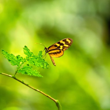 The orange-spotted tiger clearwing butterfly feeds on nectar. Photo taken in Costa Rica's tropical forest. clipart