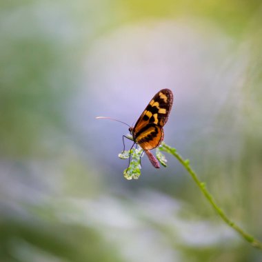 Turuncu benekli kelebek temizleyen kaplan nektarla beslenir. Fotoğraf Kosta Rika 'nın tropikal ormanında çekildi.