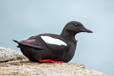 Guillemot balık ve kabuklularla beslenir. Bu fotoğraf Boğa Adası açıklarında çekildi, Dublin 'in deniz doğal ortamını yakalıyor..