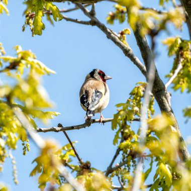 Canlı bir Avrupalı ispinoz (Carduelis carduelis), Peder Collins Park, Dublin 'de bir dala tünemişti. Ormanlık alanlarda ve bahçelerde bulunan bu renkli kuşlar özellikle devedikeni ve çaydanlık olmak üzere tohum diyetinin tadını çıkarırlar..