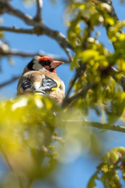 Canlı bir Avrupalı ispinoz (Carduelis carduelis), Peder Collins Park, Dublin 'de bir dala tünemişti. Ormanlık alanlarda ve bahçelerde bulunan bu renkli kuşlar özellikle devedikeni ve çaydanlık olmak üzere tohum diyetinin tadını çıkarırlar..