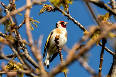 Canlı bir Avrupalı ispinoz (Carduelis carduelis), Peder Collins Park, Dublin 'de bir dala tünemişti. Ormanlık alanlarda ve bahçelerde bulunan bu renkli kuşlar özellikle devedikeni ve çaydanlık olmak üzere tohum diyetinin tadını çıkarırlar..