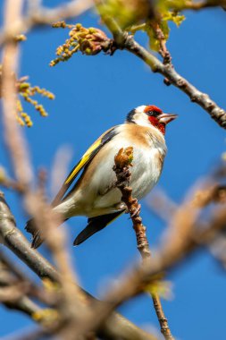 Canlı bir Avrupalı ispinoz (Carduelis carduelis), Peder Collins Park, Dublin 'de bir dala tünemişti. Ormanlık alanlarda ve bahçelerde bulunan bu renkli kuşlar özellikle devedikeni ve çaydanlık olmak üzere tohum diyetinin tadını çıkarırlar..