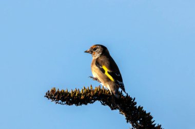 Canlı bir Avrupalı ispinoz (Carduelis carduelis), Peder Collins Park, Dublin 'de bir dala tünemişti. Ormanlık alanlarda ve bahçelerde bulunan bu renkli kuşlar özellikle devedikeni ve çaydanlık olmak üzere tohum diyetinin tadını çıkarırlar..