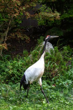 The red-crowned crane is a large bird known for its striking red crown and graceful dance. It feeds on grains, fish, and insects. Photo taken in a wetland area in Japan. clipart