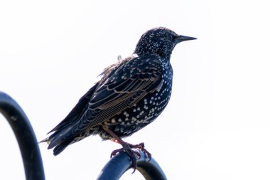 Yanardöner tüylü Avrupa Sığırcığı. Böcek, meyve ve tohum yiyor. Fotoğraf Boğa Adası, İrlanda 'da çekildi.