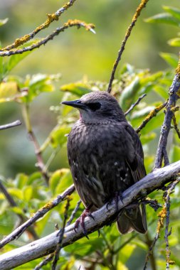 Yanardöner tüylü Avrupa Sığırcığı. Böcek, meyve ve tohum yiyor. Fotoğraf Boğa Adası, İrlanda 'da çekildi.