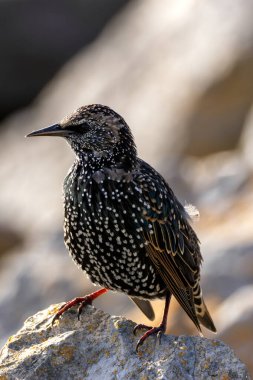 European Starling with iridescent plumage. Eats insects, fruits, and seeds. Photo captured on Bull Island, Ireland. clipart