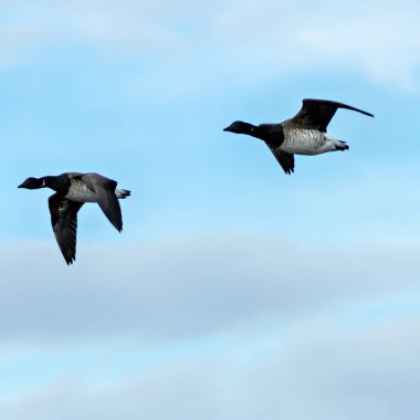 Brent kaz Bull Adası üzerinde uçuyor. Deniz kıyısındaki yosun ve yosunlarla besleniyor. Kış bölgelerine göç etmekle tanınır..