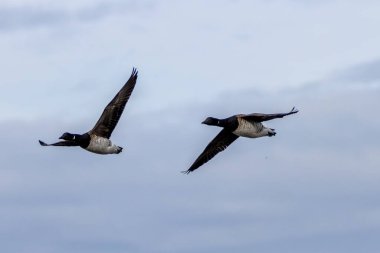 Brent Geese in flight over Bull Island. Feeds on eelgrass and algae along coasts. Known for migration to wintering grounds. clipart