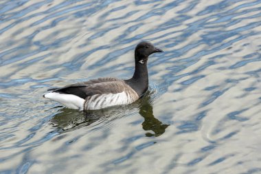 Brent Geese in flight over Bull Island. Feeds on eelgrass and algae along coasts. Known for migration to wintering grounds. clipart